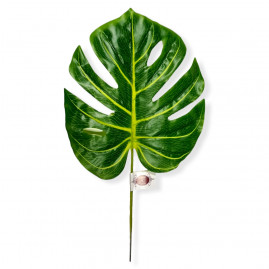  FOLHA UNITARIA COSTELA DE ADAO 20X24CM HASTE 44CM - C/1 UN